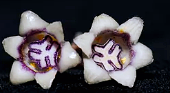 Aspidistra purpureomaculata