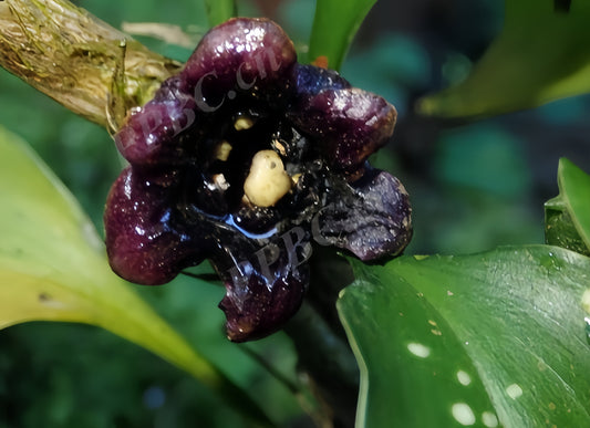Aspidistra saccata