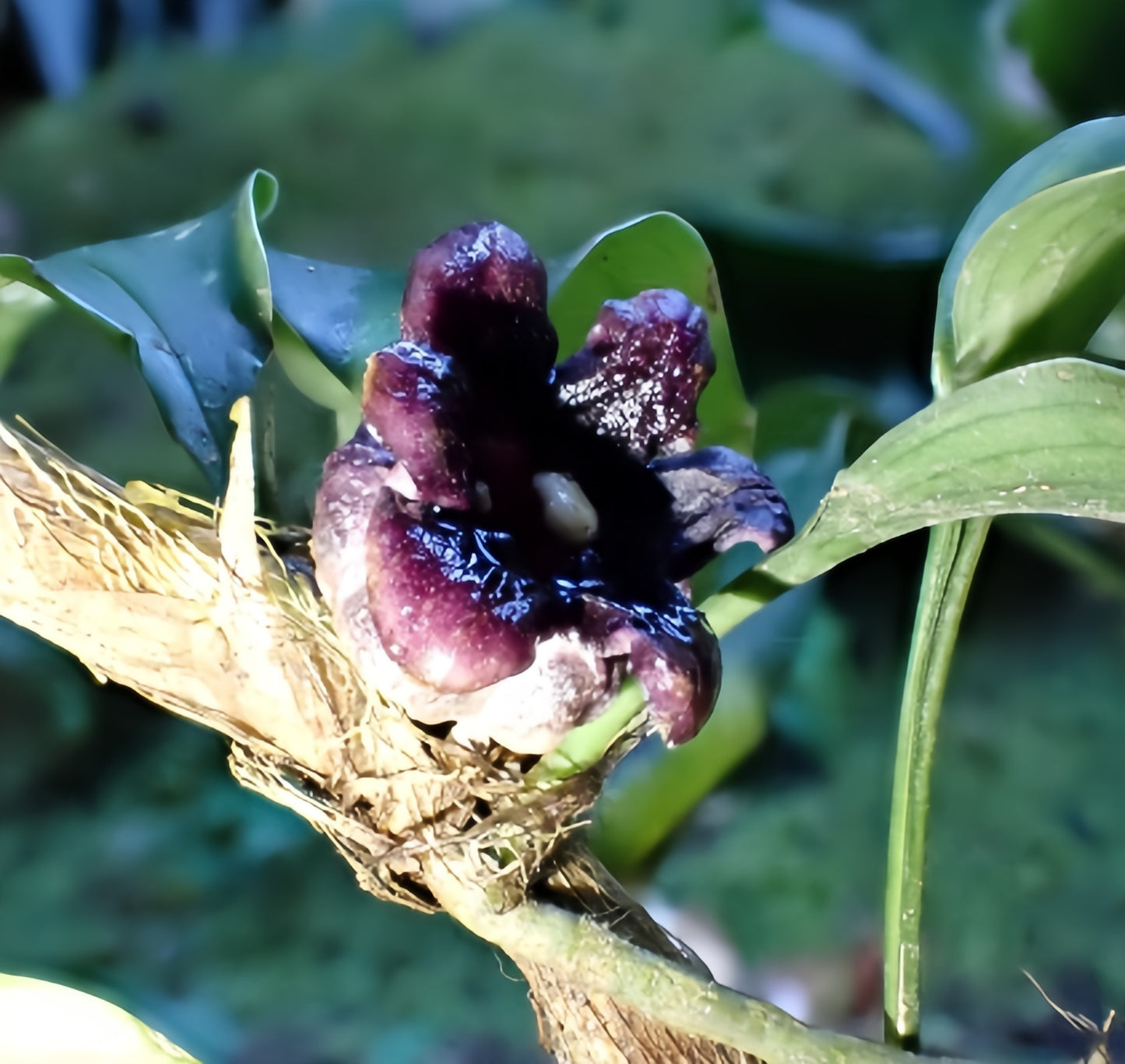 Aspidistra saccata