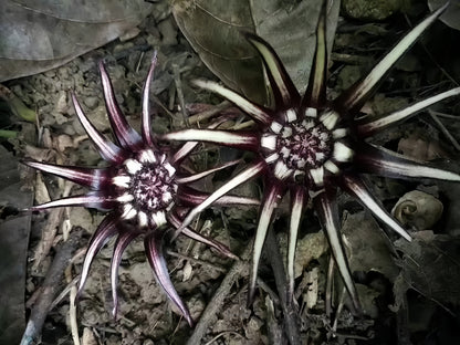 Aspidistra chunxiensis