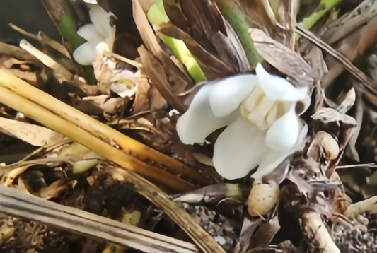 Aspidistra claviformis