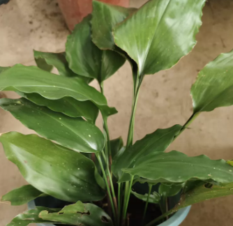 Aspidistra claviformis