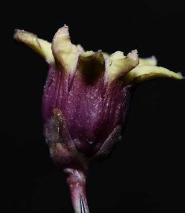 Aspidistra daqingshanensis