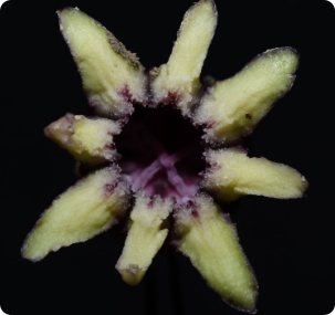 Aspidistra daqingshanensis