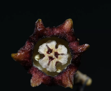 Aspidistra caespitosa