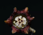 Aspidistra caespitosa