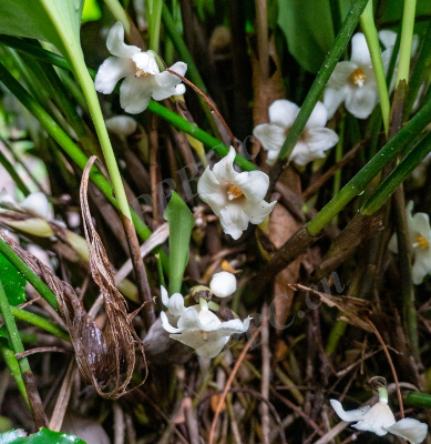 Aspidistra dolichanthera