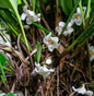 Aspidistra dolichanthera