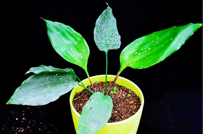 Aspidistra dolichanthera