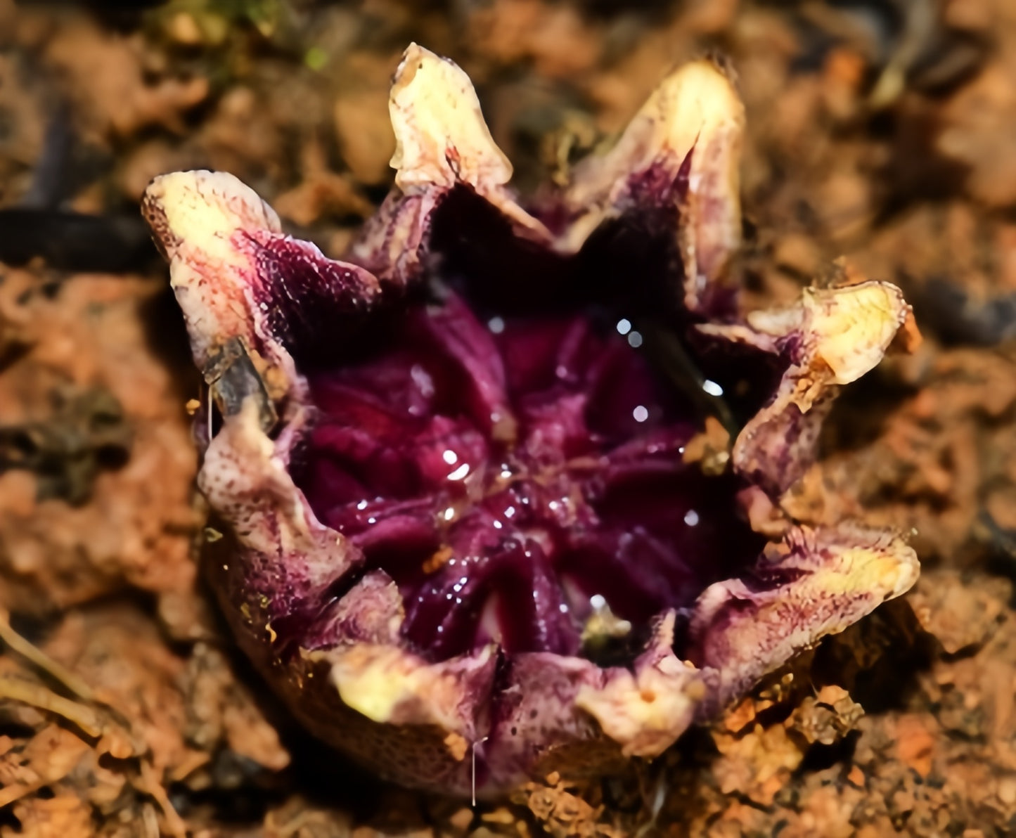Aspidistra elatior