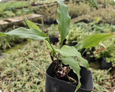 Aspidistra fungiliformis
