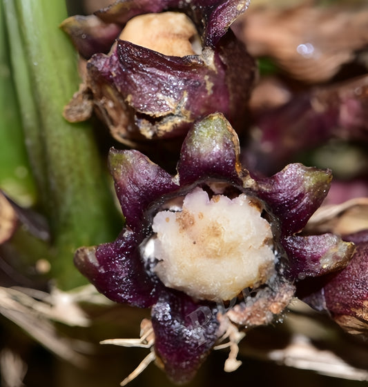 Aspidistra lianhuatanensis
