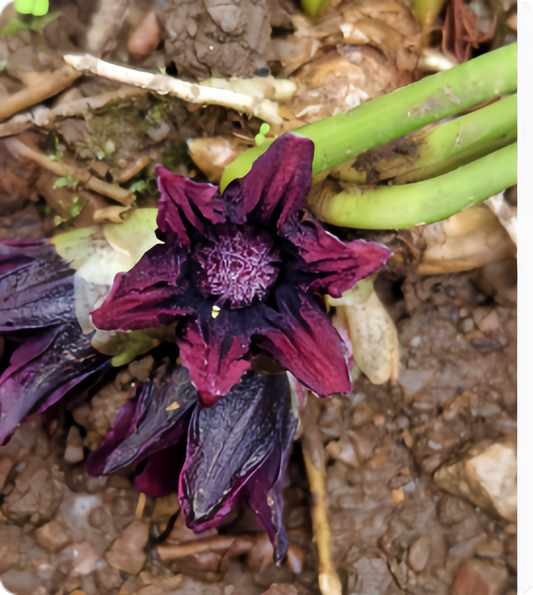 Aspidistra linearifolia
