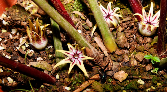Aspidistra longgangensis