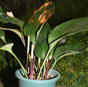 Aspidistra longgangensis