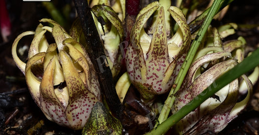 Aspidistra longipetala