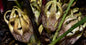 Aspidistra longipetala varigated