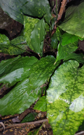 Aspidistra longipetala