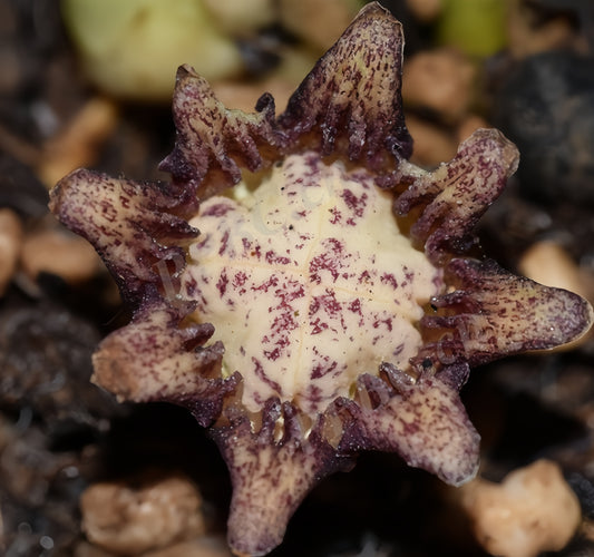 Aspidistra lurida
