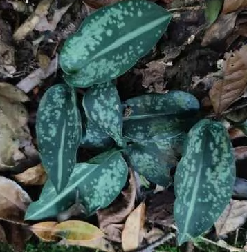 Aspidistra minor