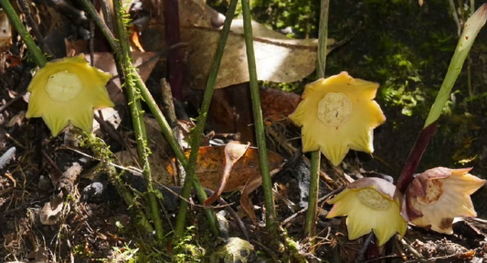Aspidistra nankunshanensis