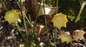 Aspidistra nankunshanensis