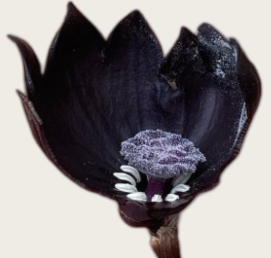Aspidistra nikolaii