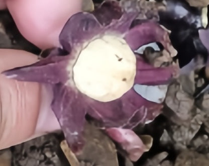 Aspidistra nutans