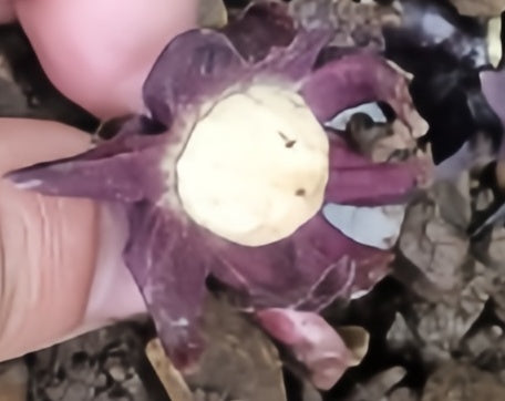Aspidistra nutans