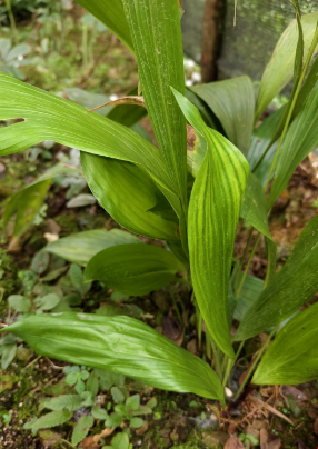 Aspidistra nutans
