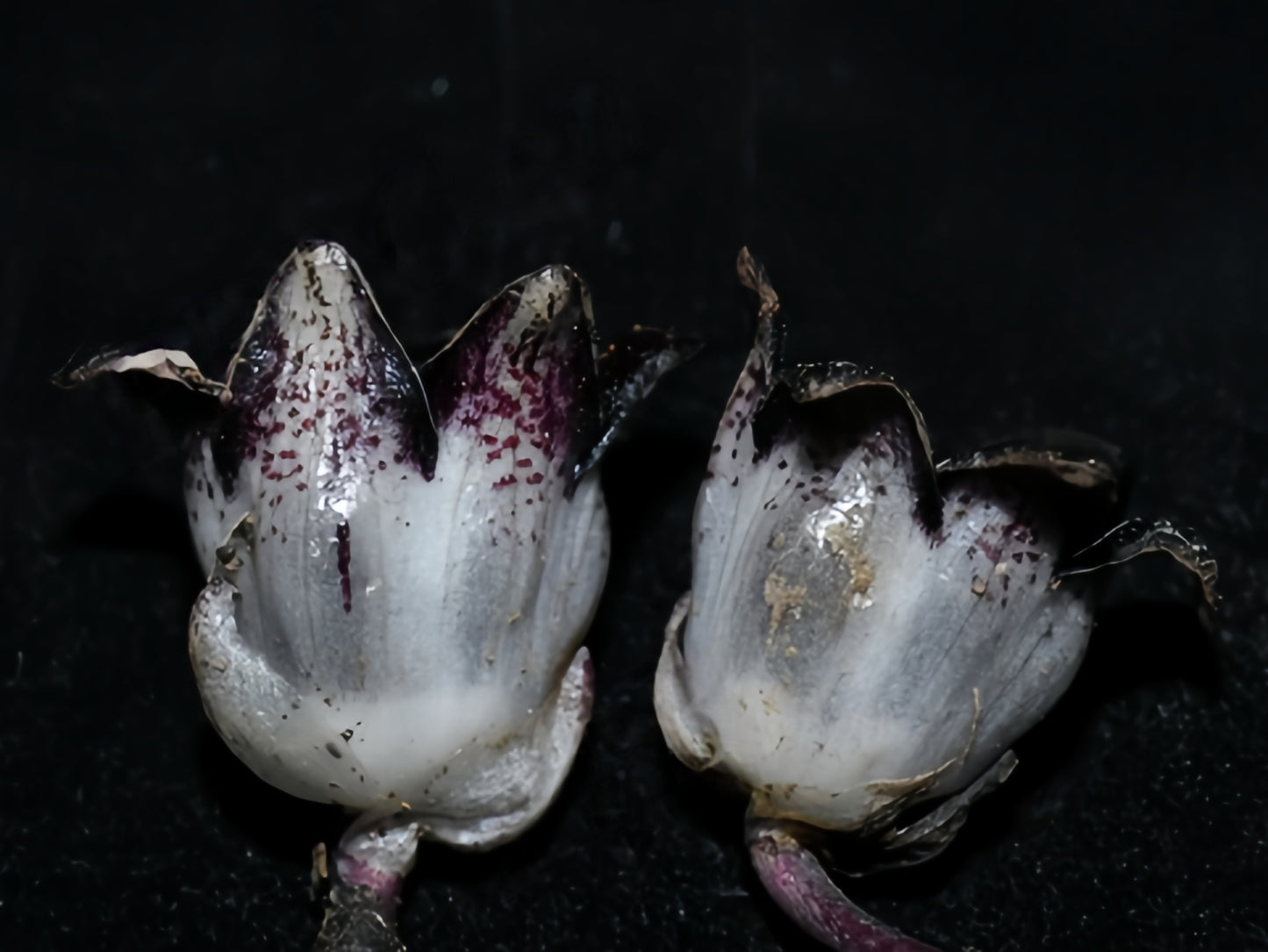 Aspidistra obliqua