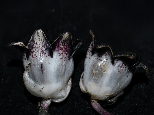 Aspidistra obliqua