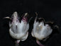 Aspidistra obliqua