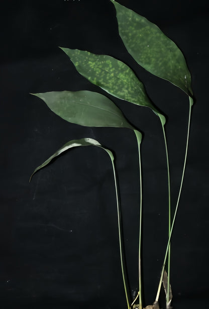 Aspidistra obliqua