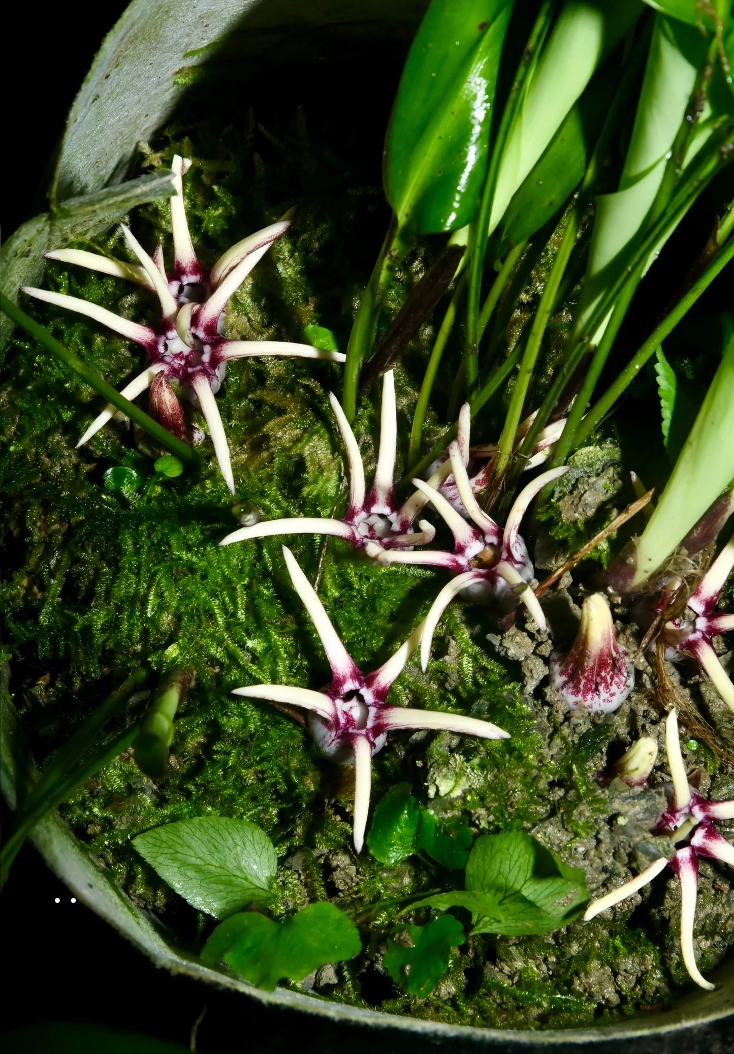 Aspidistra obliquipeltata