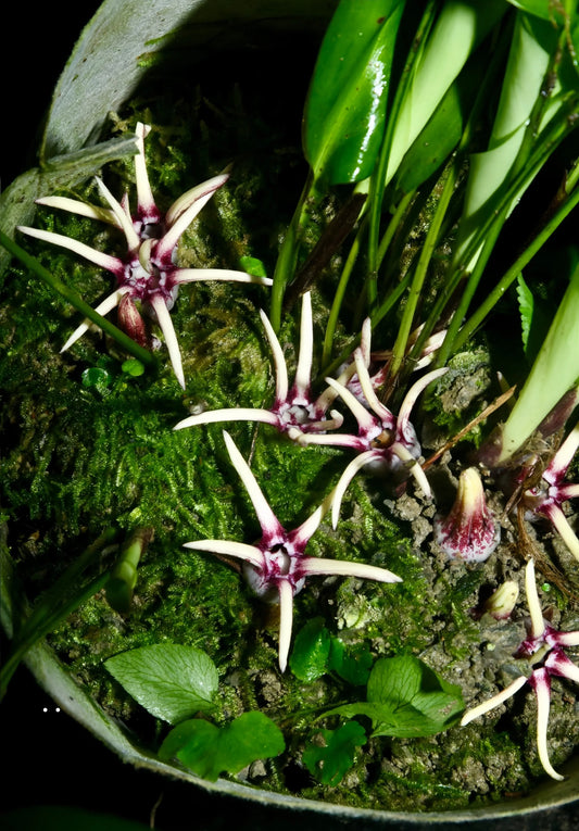 Aspidistra obliquipeltata