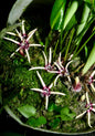 Aspidistra obliquipeltata