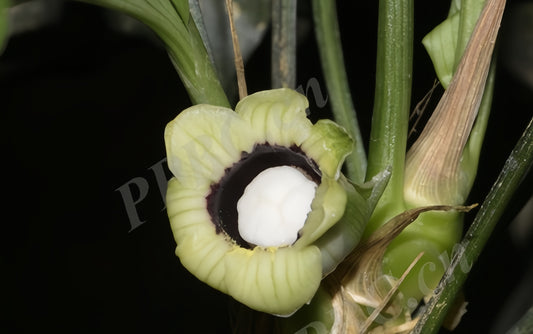 Aspidistra peltata