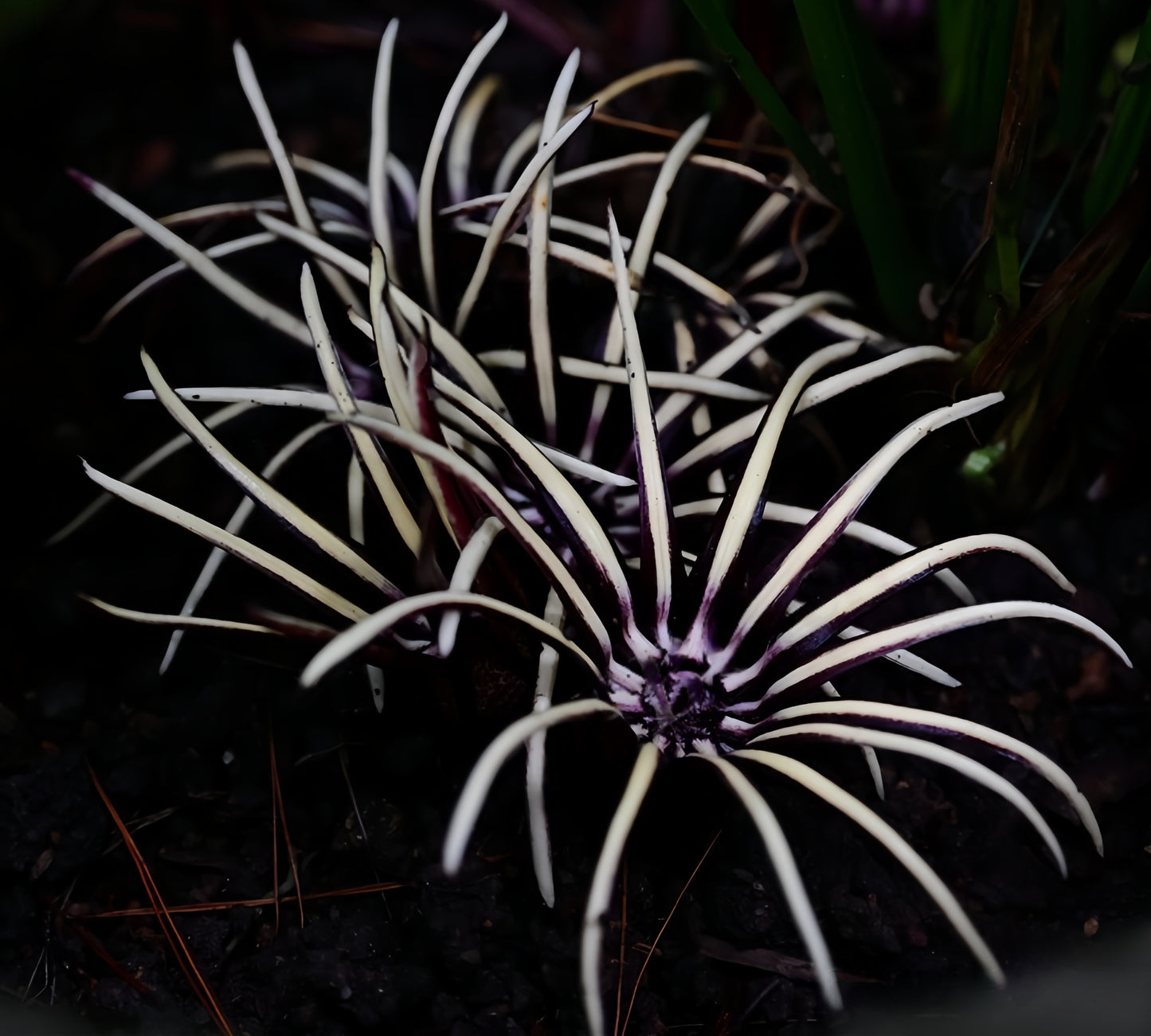 Aspidistra radiata
