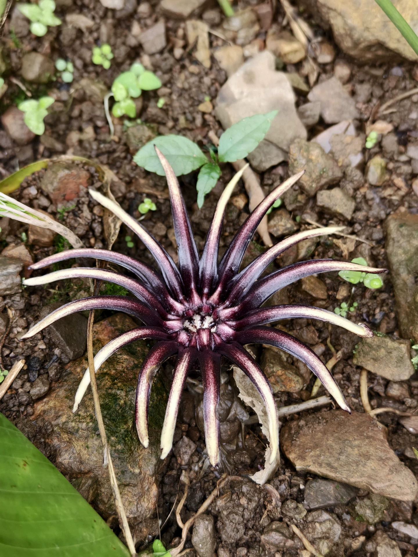 Aspidistra radiata
