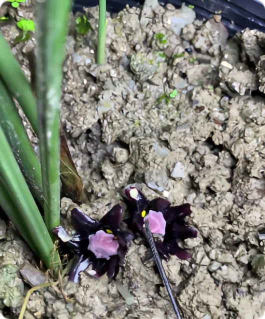 Aspidistra shiwandashanensis