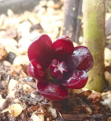Aspidistra SP