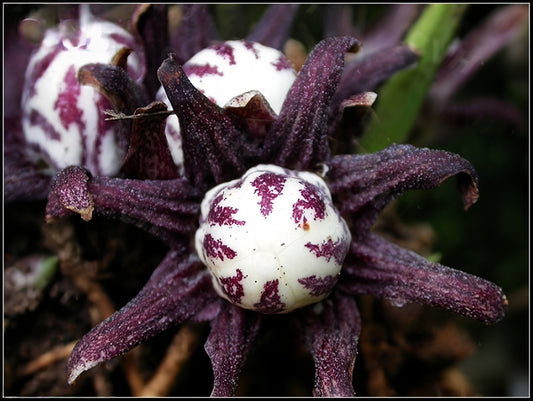 Aspidistra subrotata