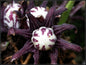 Aspidistra subrotata