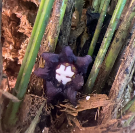 Aspidistra thanhhoaensis