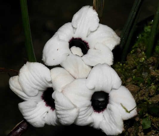 Aspidistra tonkinensis