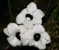 Aspidistra tonkinensis