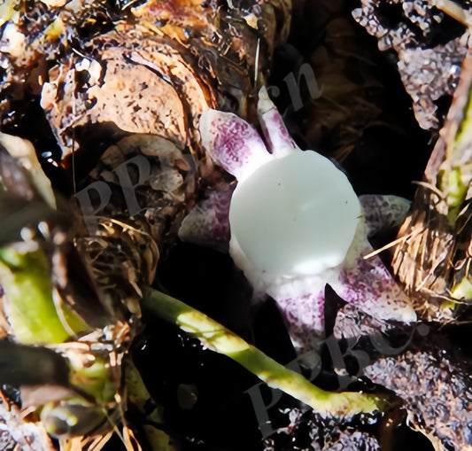 Aspidistra yangchunensis