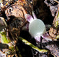 Aspidistra yangchunensis