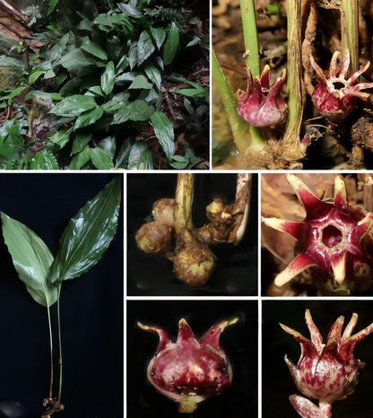Aspidistra yunbiao